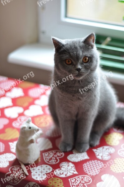 Cat British Shorthair Cat Pet Feline Amber Eyes