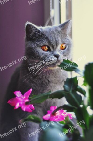 Cat British Shorthair Cat Pet Feline Amber Eyes