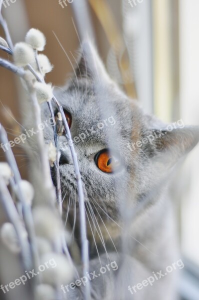 Cat British Shorthair Cat Pet Feline Amber Eyes