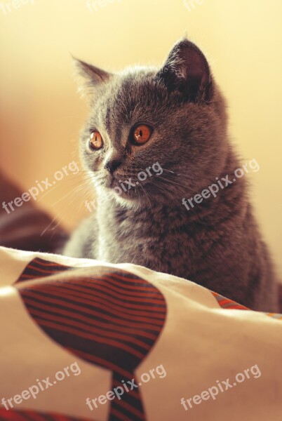 Cat British Shorthair Cat Pet Feline Amber Eyes