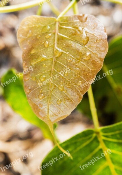 Young Bodhi Leaf Bodhi Leaf Dewdrop On Leaf Dew Dewdrop Awakening