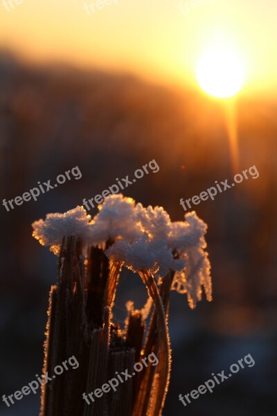 Eiskristalle Snow Frost Sun Morning