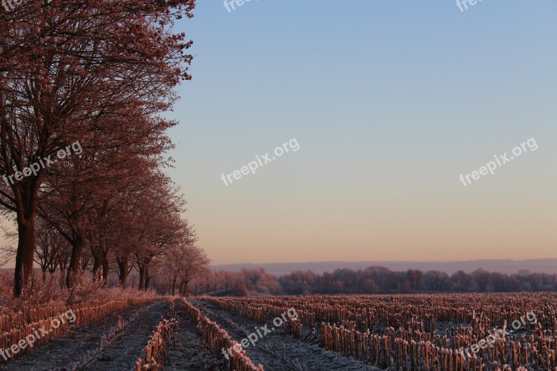 Sunrise Winter Tree Landscape Morgenstimmung