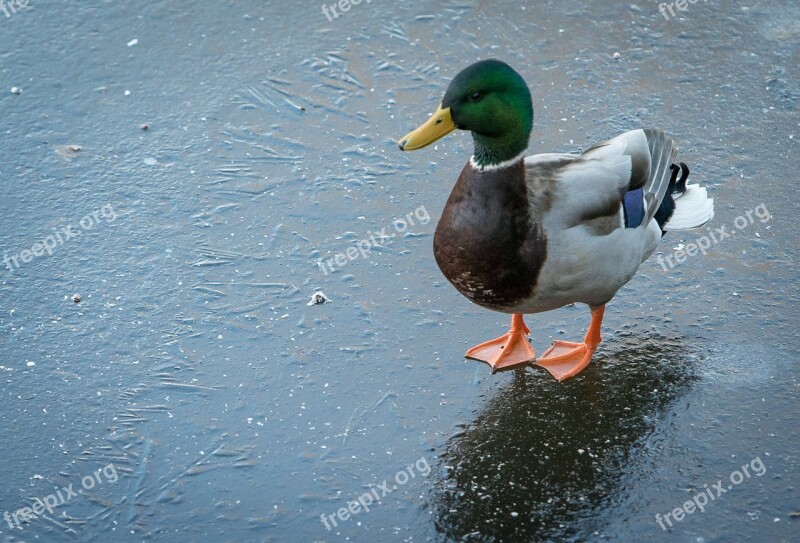 Duck Ice Winter Lake Frozen