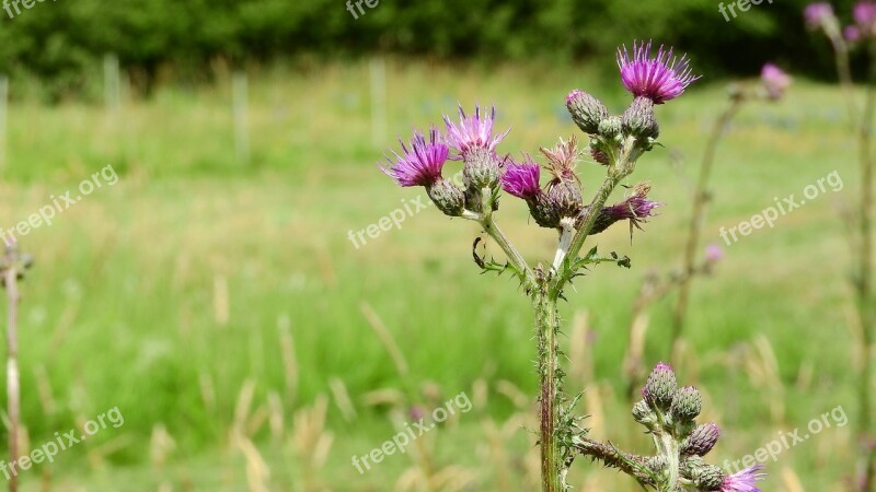 Cirsium Flower Meadow Free Photos