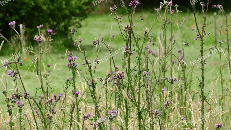 Cirsium Thistle Meadow Free Photos