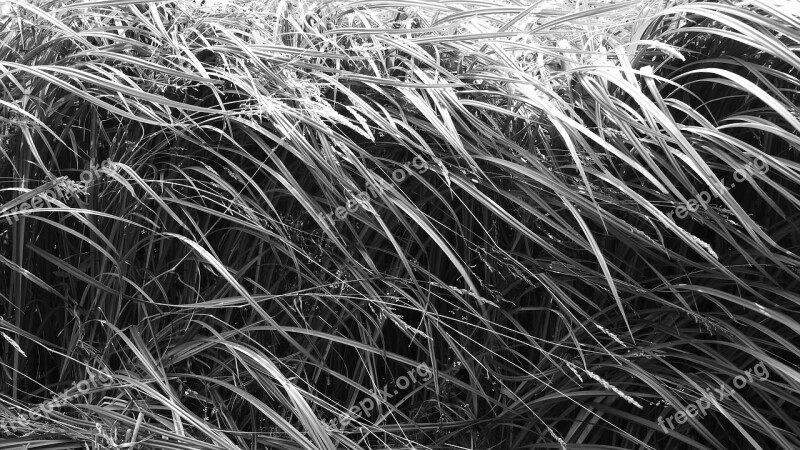 Grass Sedge Blades Of Grass Straws Free Photos