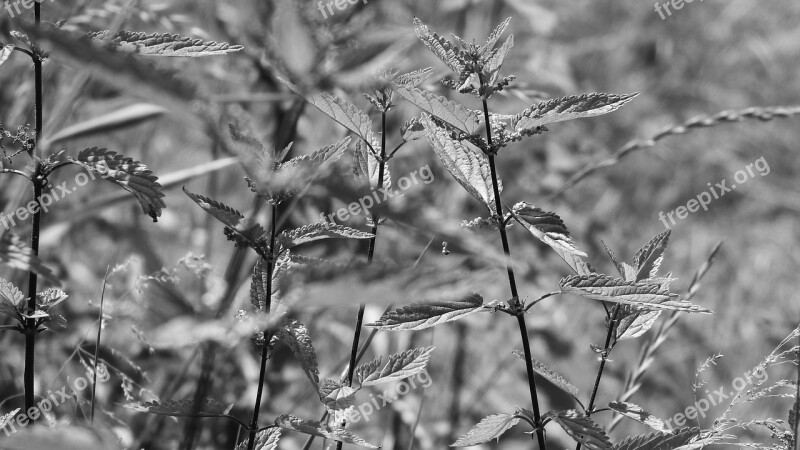 Nettle Meadow Urtica Dioica Free Photos