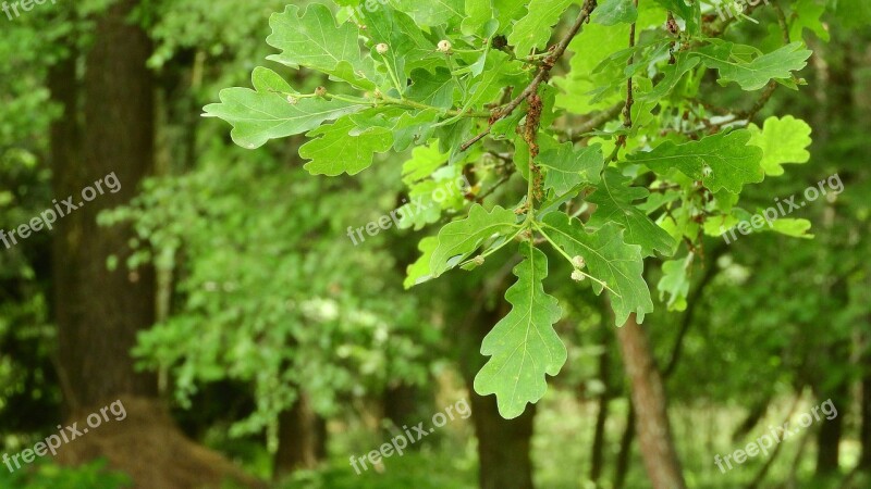 Oak Leaves Branch Quercus Forest