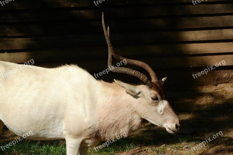 Addax The Antelope Corners Free Photos