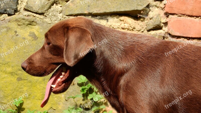 Labrador Labrador Retriever Dog Head Snout Brown