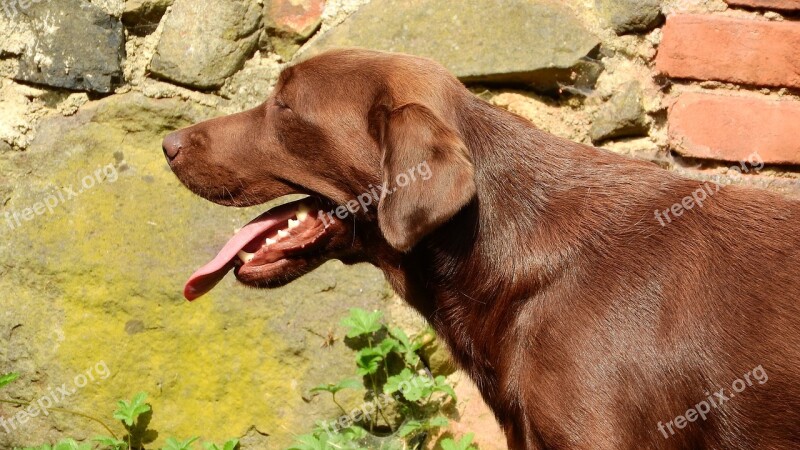 Labrador Labrador Retriever Dog Head Snout Brown