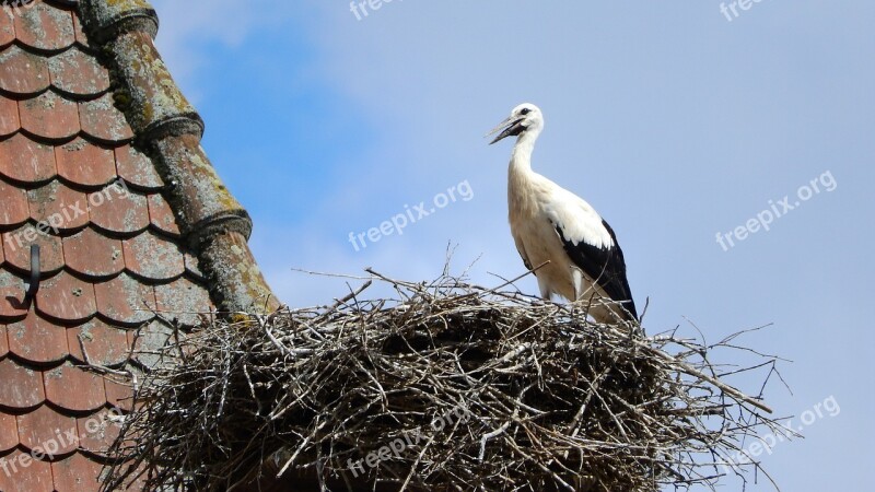 Stork Baby Stork Nesting Nest Risers