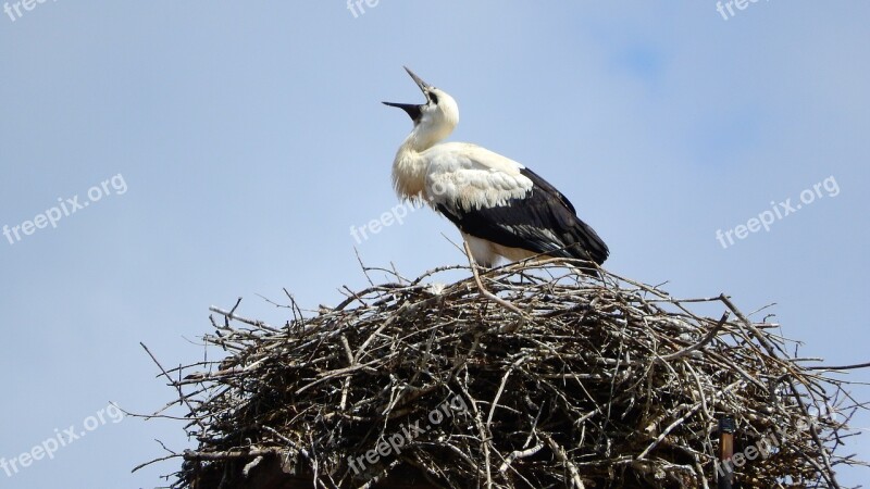 Stork Baby Stork Nesting Nest Risers