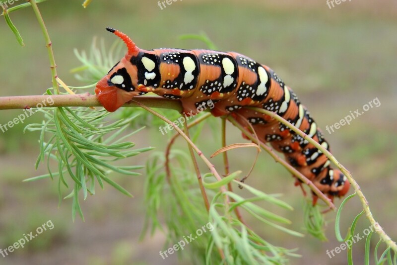 Caterpillar Insect Invertebrates Orange Stage