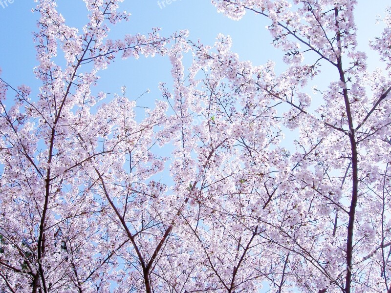 Flowers Cherry Blossoms Spring Flowers Yoshino Cherry Tree Japan