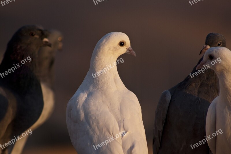 Pigeon Bird Fly Wing Turkey