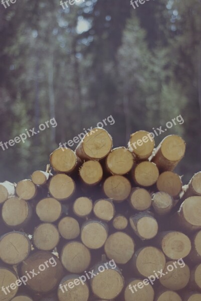 Felling Slice Wooden Balls Stock Photo Of The Tree Gardening