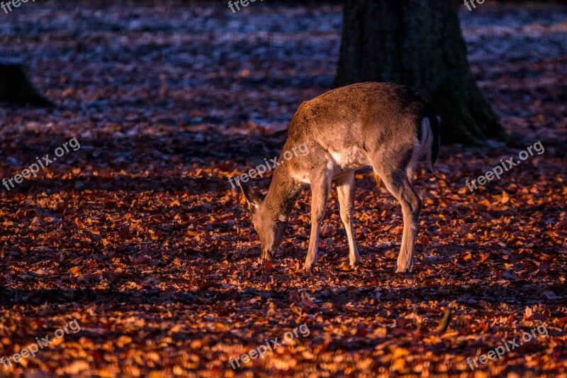 Roe Deer Hirsch Red Deer Forest Wild