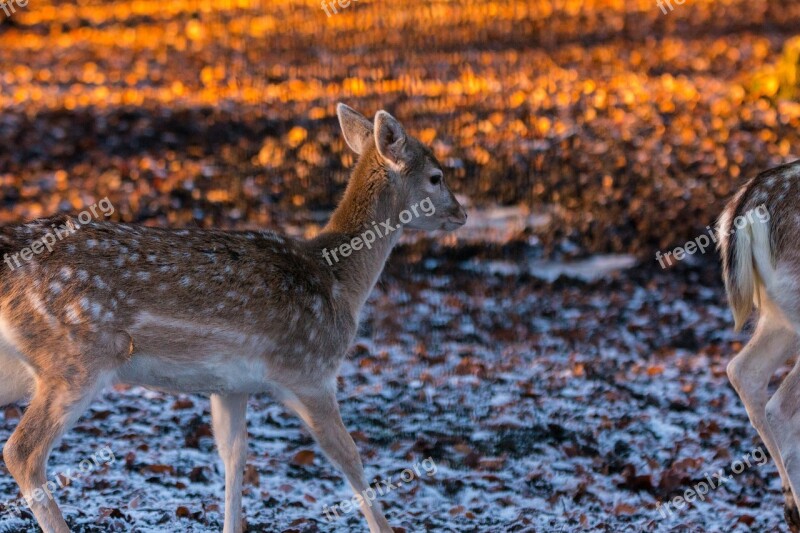 Roe Deer Hirsch Red Deer Forest Wild