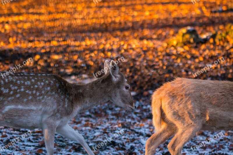 Roe Deer Hirsch Red Deer Forest Wild