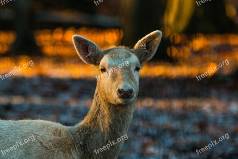 Roe Deer Hirsch Red Deer Forest Wild