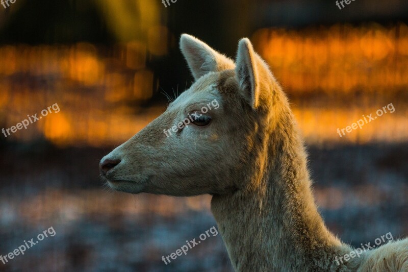 Roe Deer Hirsch Red Deer Forest Wild