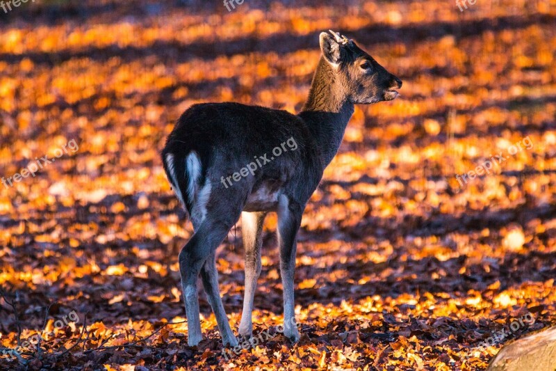 Roe Deer Hirsch Red Deer Forest Wild