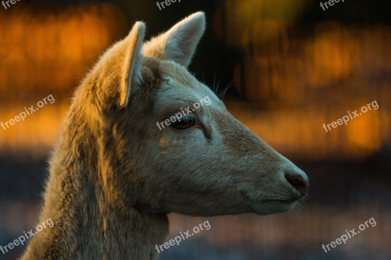 Roe Deer Hirsch Red Deer Forest Wild