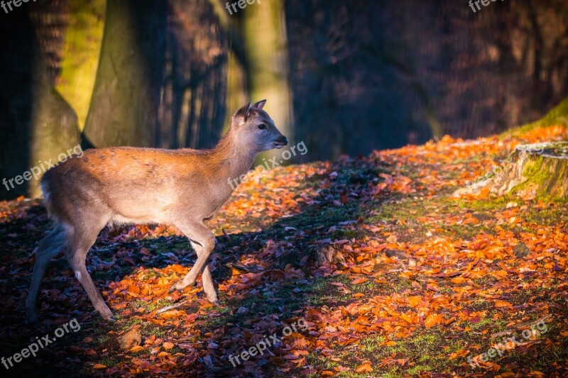 Roe Deer Hirsch Red Deer Forest Wild