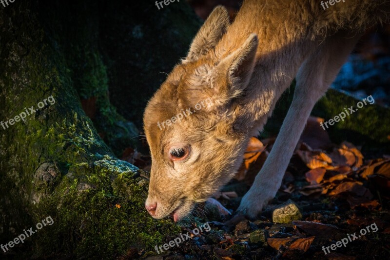 Roe Deer Hirsch Red Deer Forest Wild