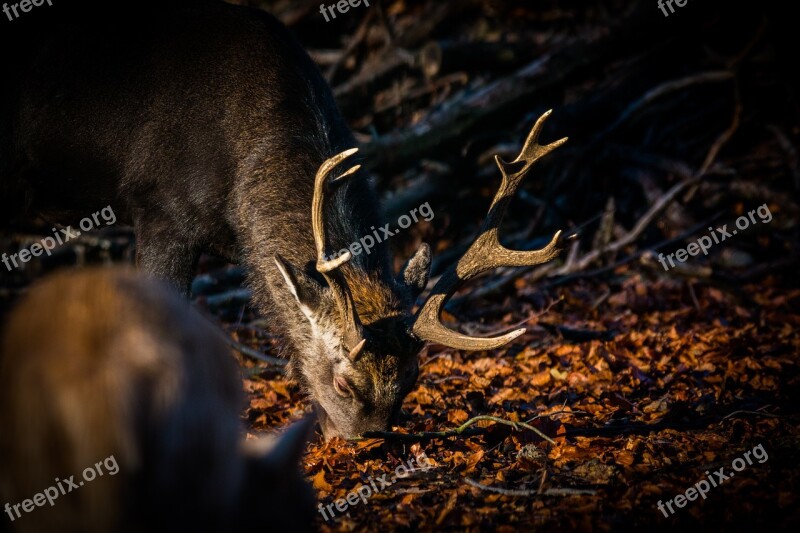 Roe Deer Hirsch Red Deer Forest Wild