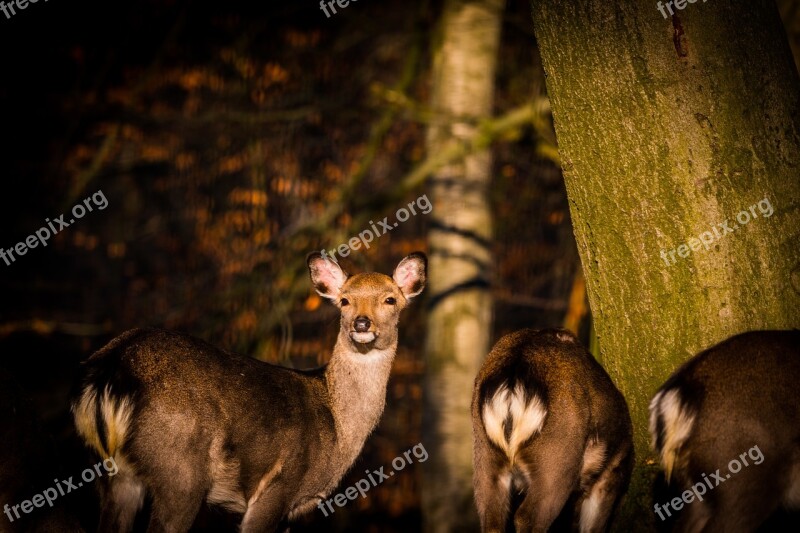 Roe Deer Hirsch Red Deer Forest Wild