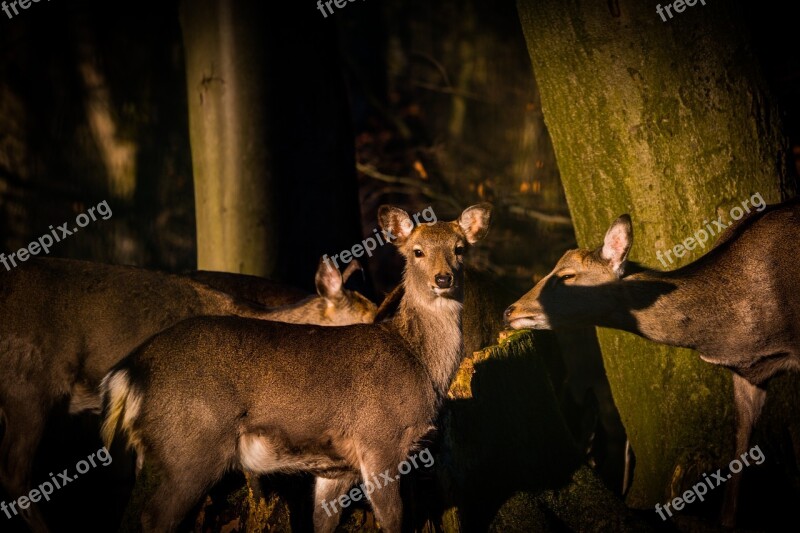 Roe Deer Hirsch Red Deer Forest Wild