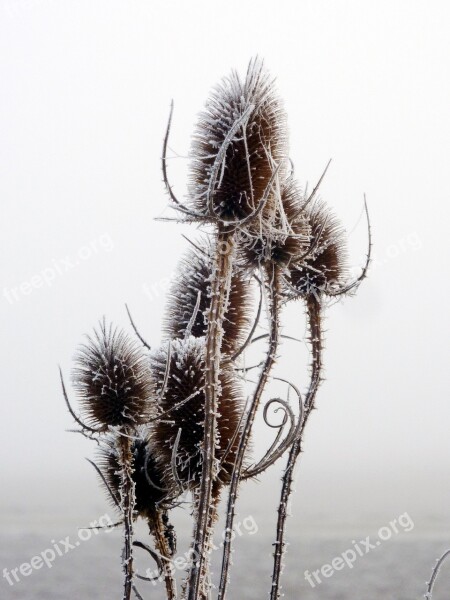 Thistles Winter Sky Gel Cold