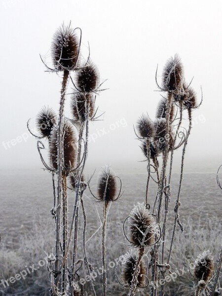 Thistles Cold Gel Ice Frost