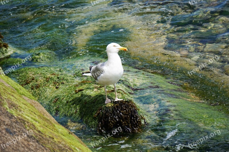 Bird Gull Animal Sea Ornithology