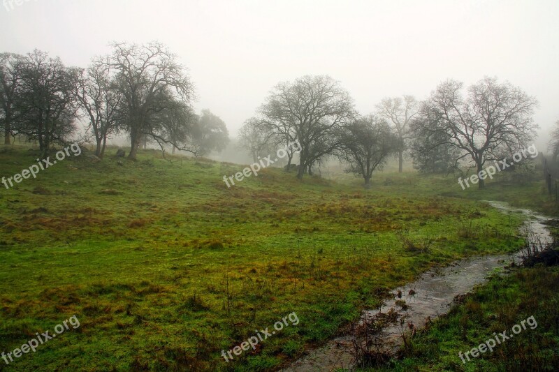 Meadow Trees Landscape Stream Gully