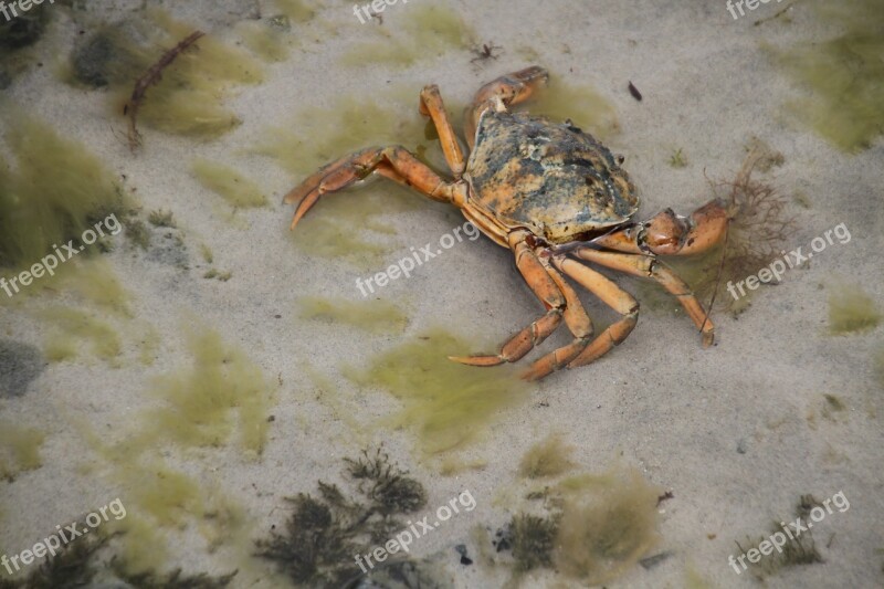 Crab Baltic Sea Sand Crab Free Photos