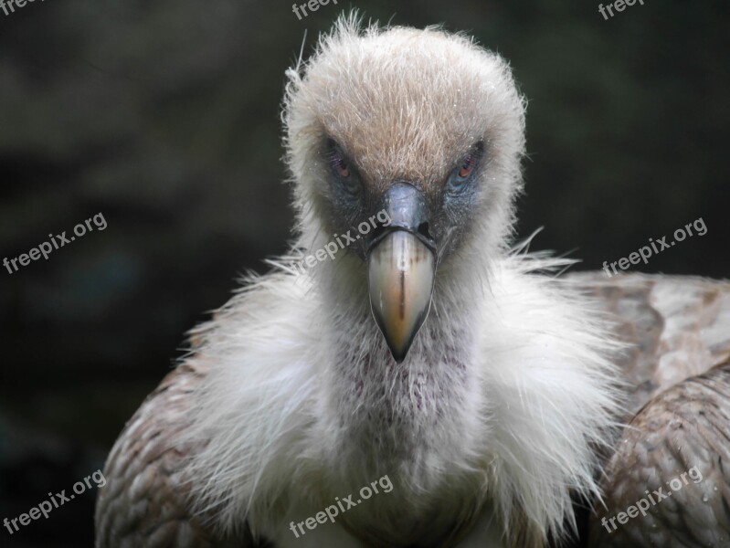 Vulture Bird Nature Feather Head