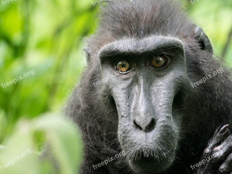 Celebes Crested Macaque Monkey Tangkoko Reserve Primate Animal