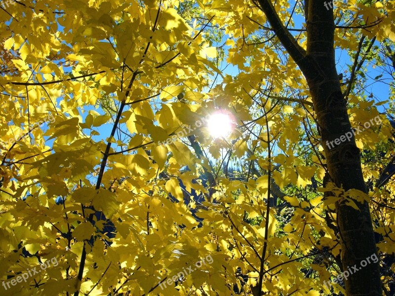 Colorado Fall Leaves Aspen Wilderness