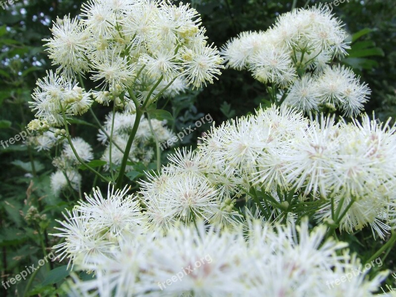 Flowers Garden Snowballs Filipendula Ulmaria Nature