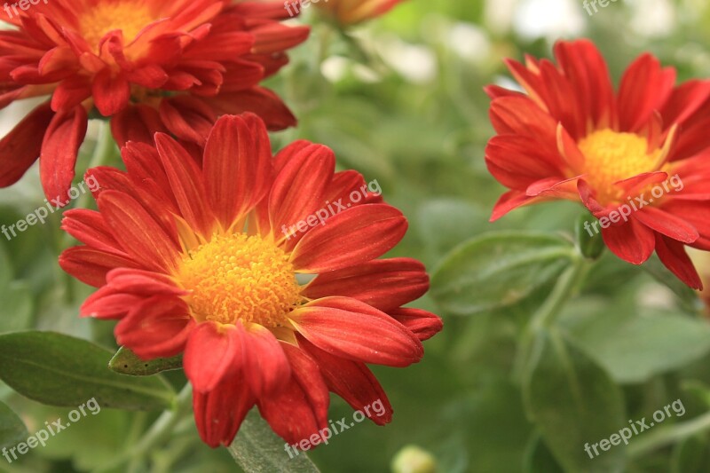 Red Daisy Flower Garden Nature Free Photos