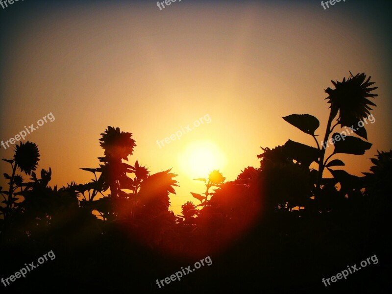 Ukraine Field Sunflowers Dawn Sun