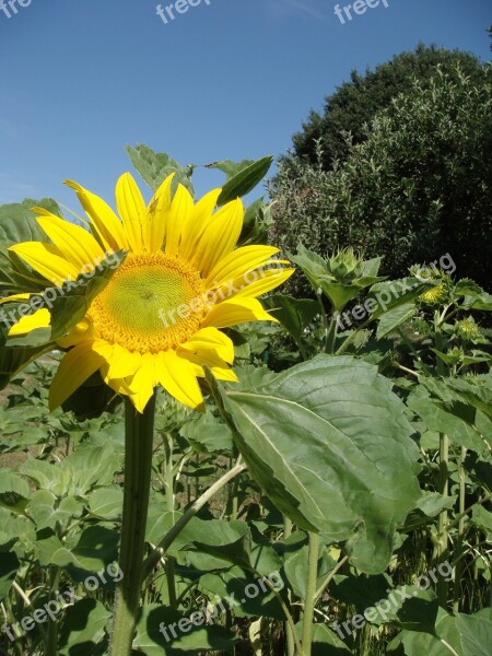 Flower Sunflower Yellow Summer Blooms At