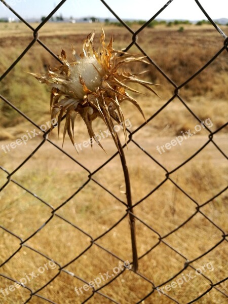 Still Life Nature Thistles Fence Drought