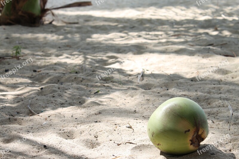 Beach Coconut Sand Tropical Vacation