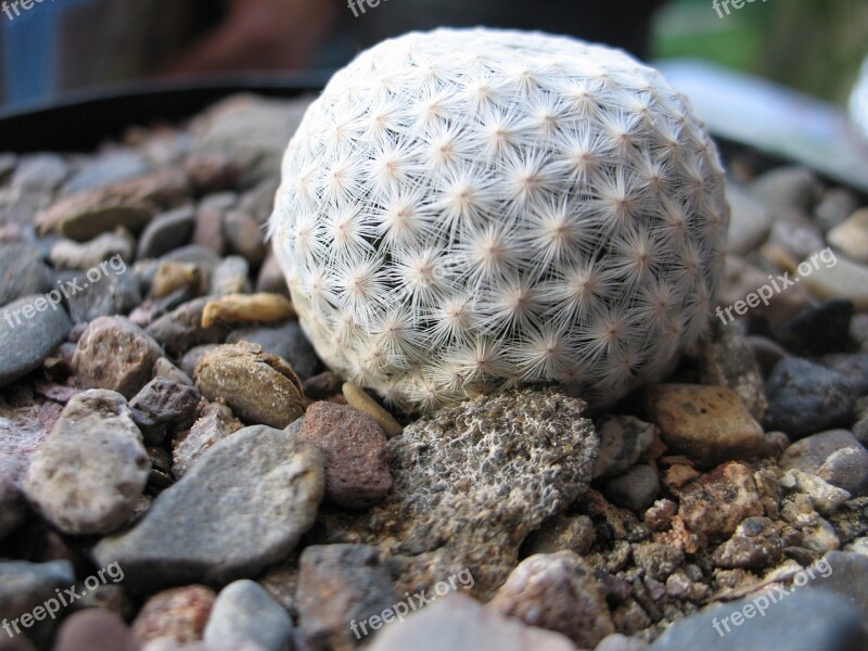 Cacti Queretaro Cactus-mexico Mammillaria Herrerae Cadereyta