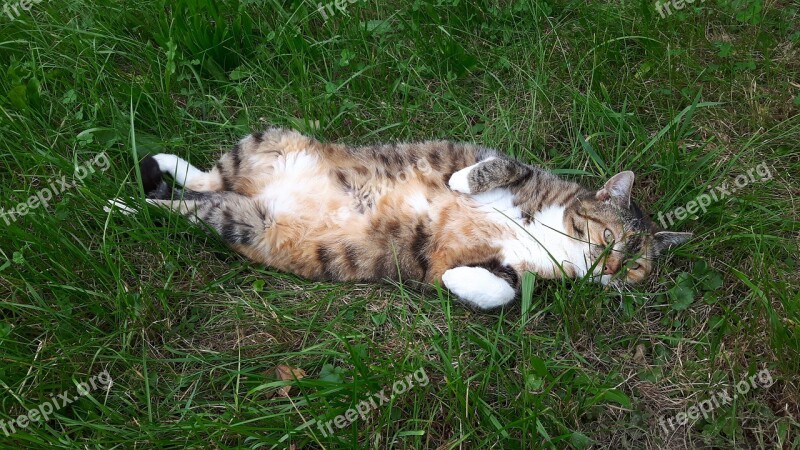 Cat Mietze In The Green Grass